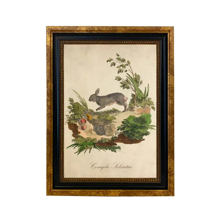 Art Print: Italian European Rabbit Vintage Illustration (Framed)