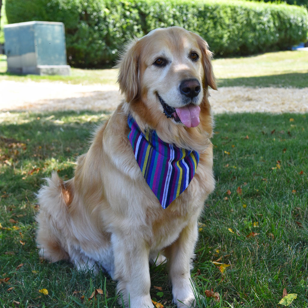 Pet Bandana: Handwoven Over-The-Collar