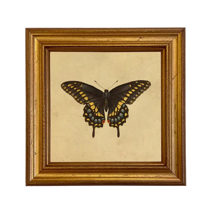 Art Print: Swallowtail Butterfly (Framed)