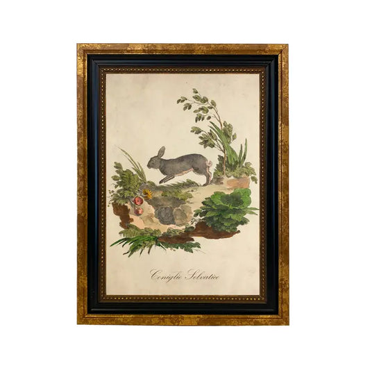 Art Print: Italian European Rabbit Vintage Illustration (Framed)