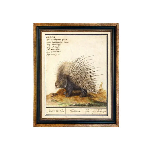 Art Print: Porcupine Vintage Illustration (Framed)