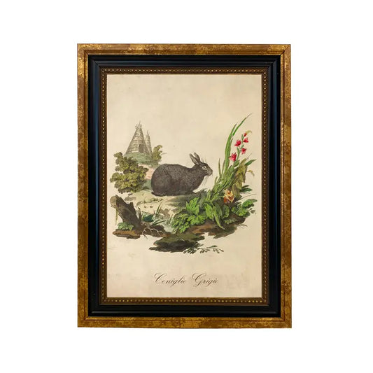 Art Print: Italian Grey Rabbit Vintage Illustration (Framed)
