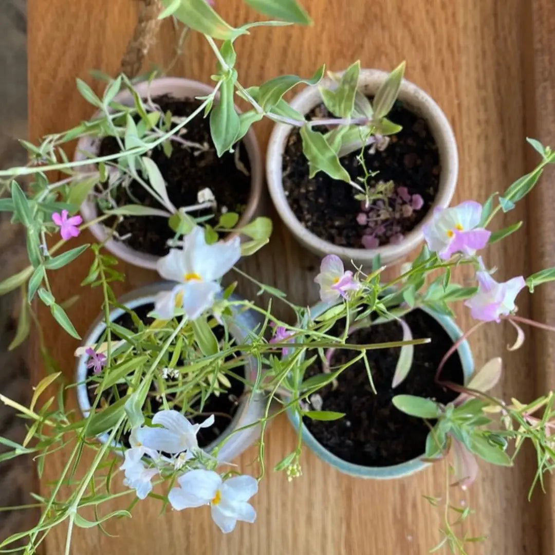 Candles: Growing Candle with Flower Seed-Label (Various Scents)