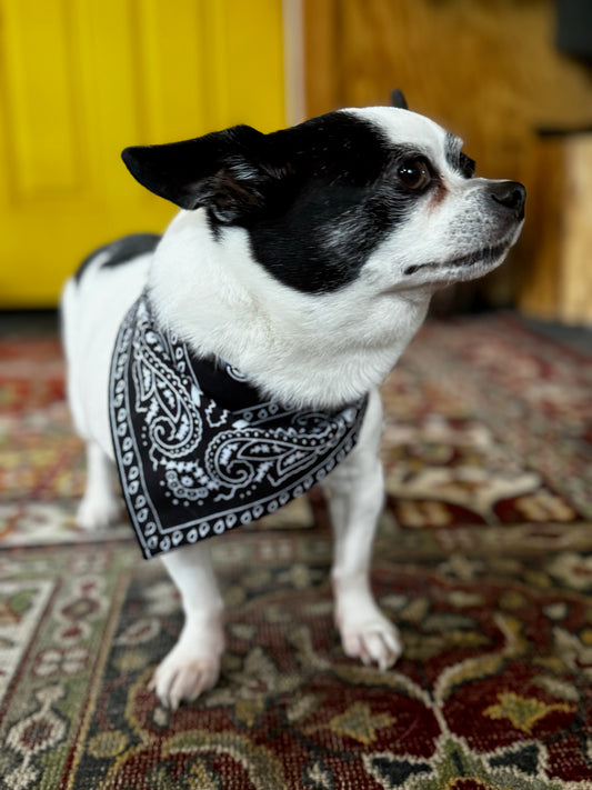 Pet Bandana: Reversible