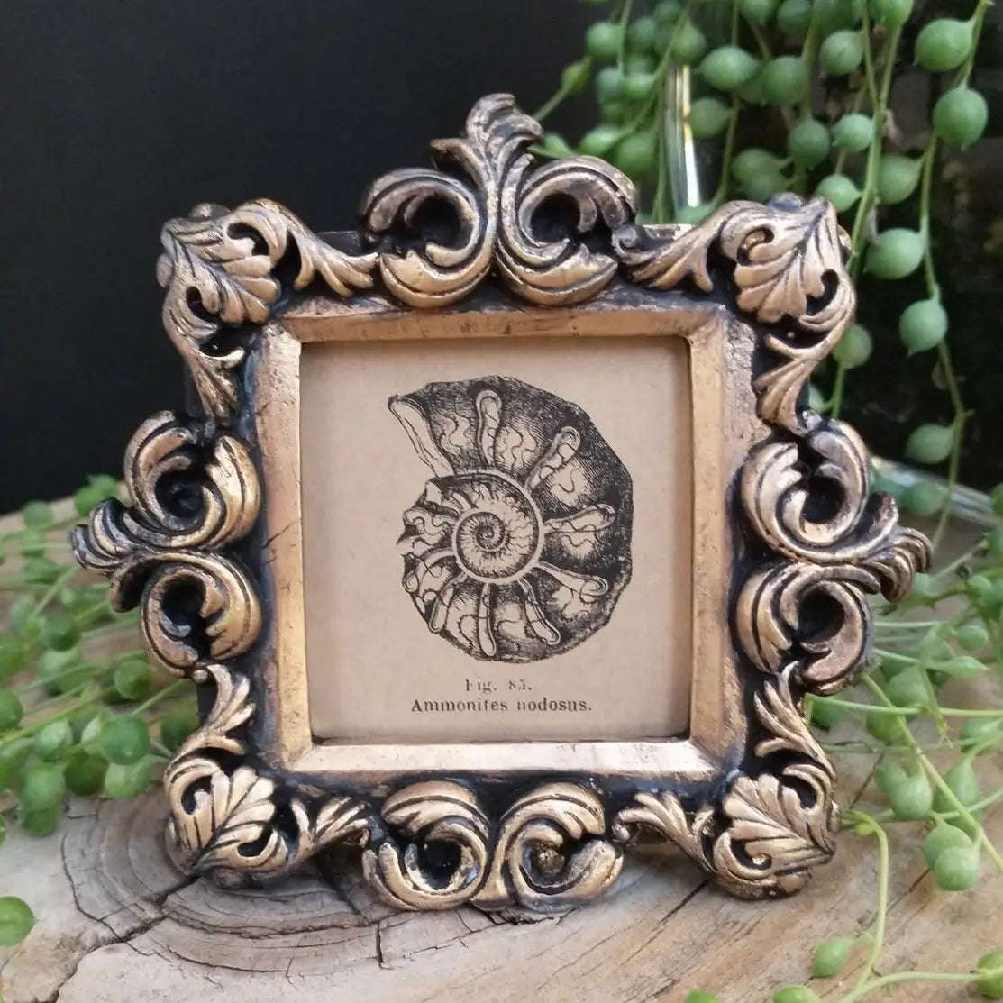 Framed Print: Mini Vintage Framed Frog, Raccoon and Fossil Print