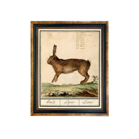 Art Print: Vintage Rabbit Illustration (Framed)